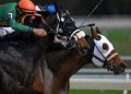 Two horses run neck and neck during a race at Tampa Bay Downs